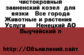 чистокровный зааненский козел  для вязки - Все города Животные и растения » Услуги   . Ненецкий АО,Выучейский п.